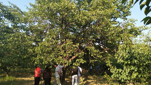  ��ҵ�����ִ���������ɽһ�е������ص��й�����ľ��Դ�����չ���